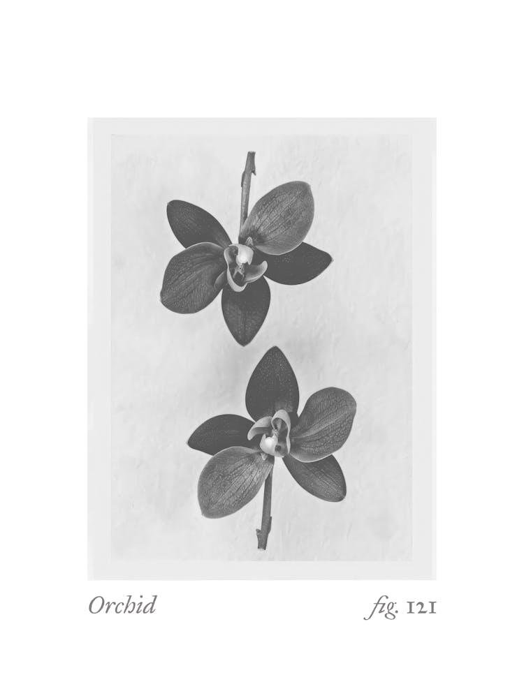 Orchid Botanical Collage 3