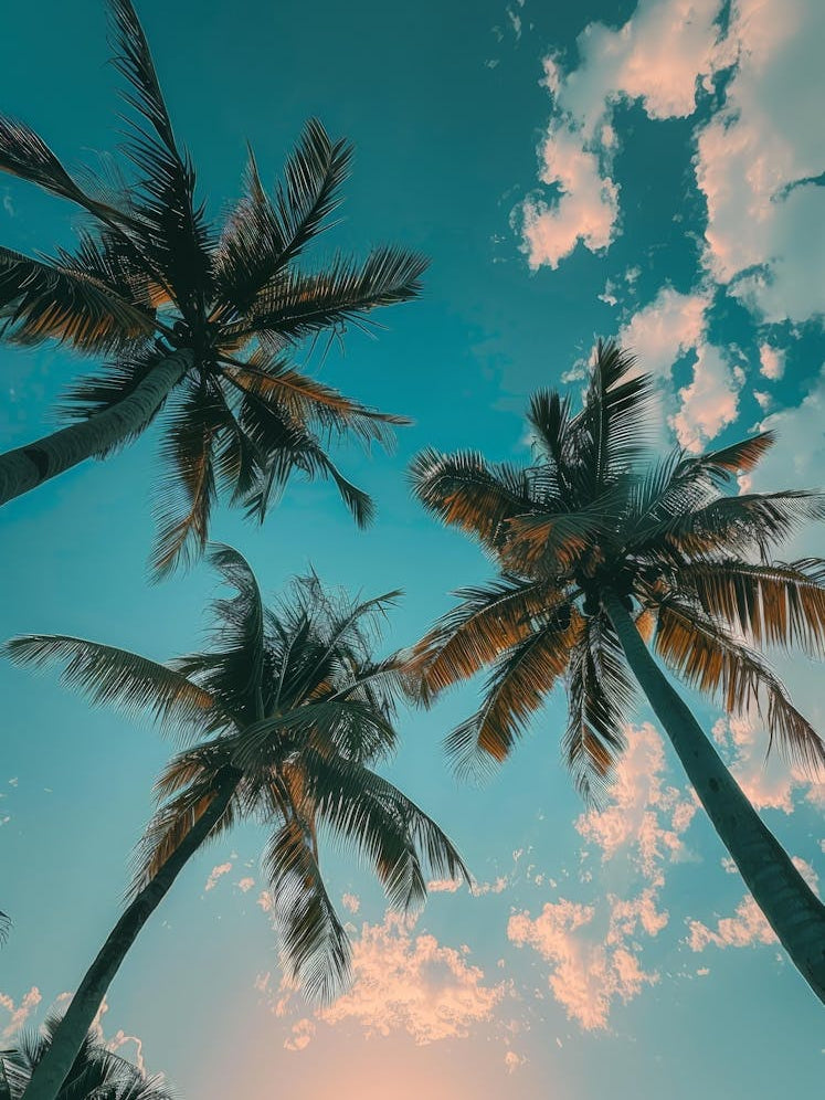 Palm Trees At Sunset