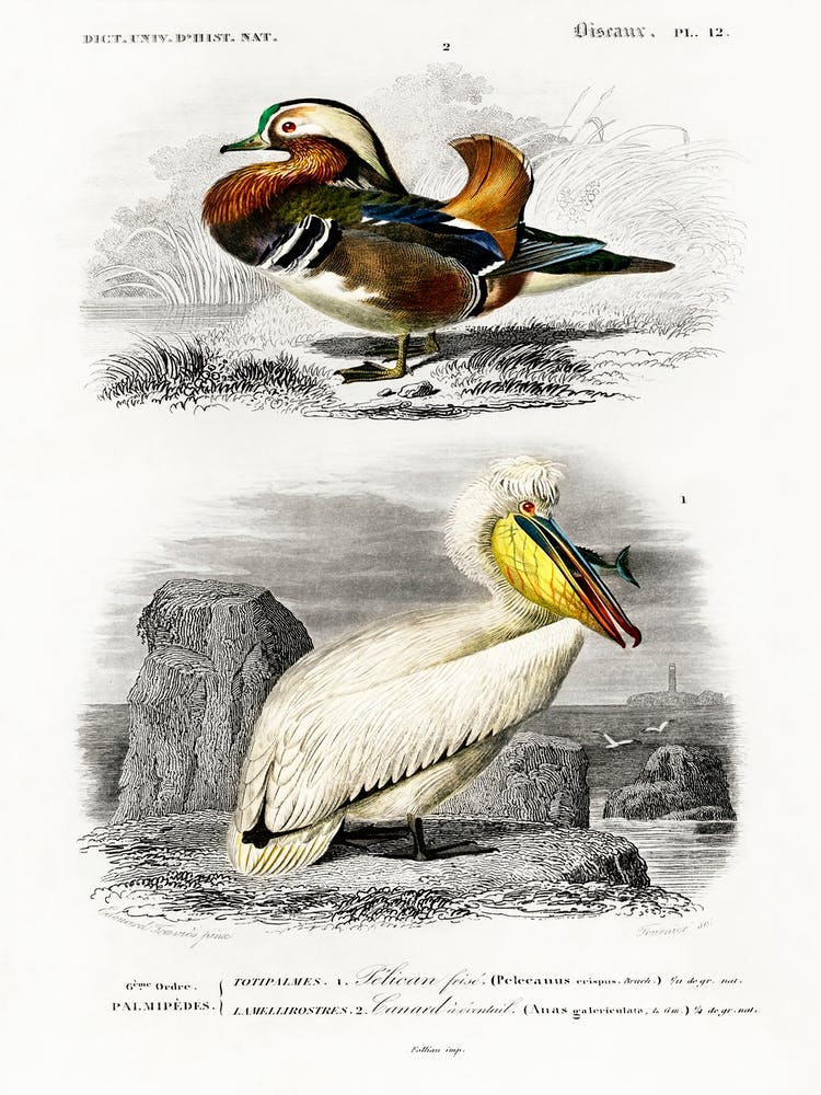 Different Types Of Birds, Charles Dessalines D'Orbigny 25
