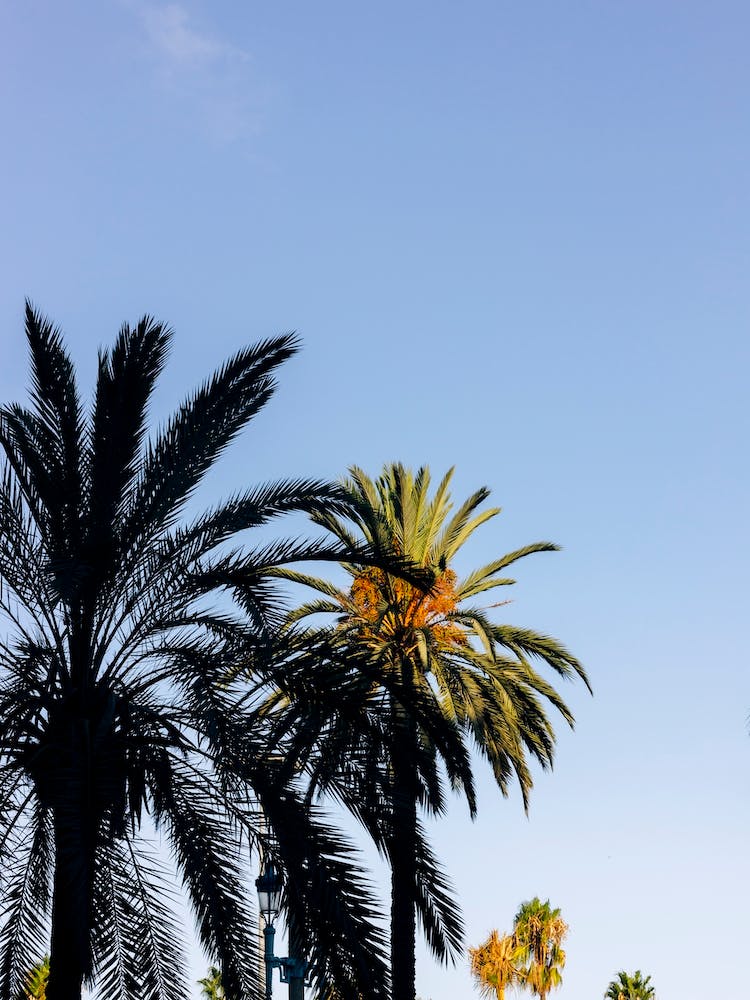 Palm On Blue Sky