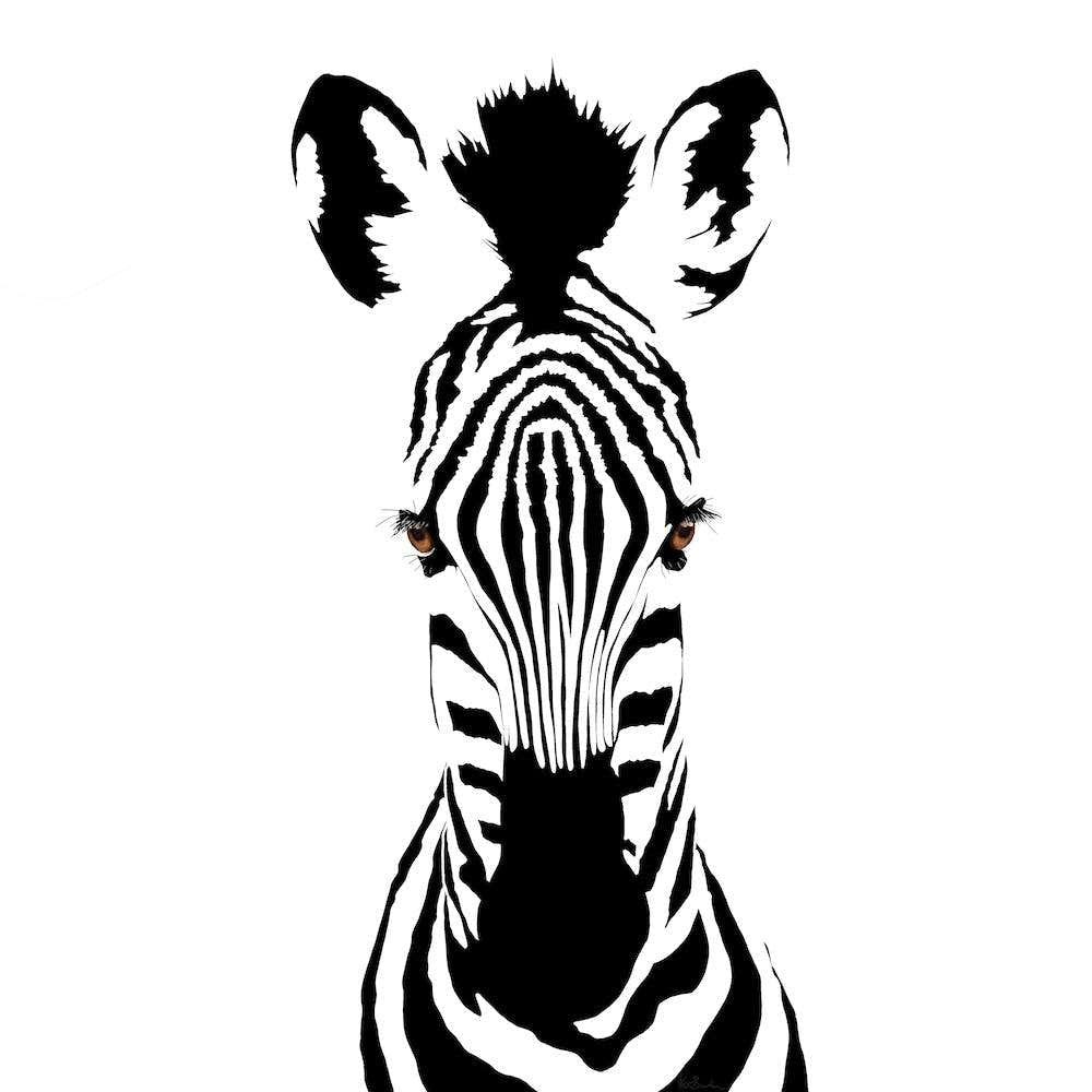 Brown Eyed Zebra White Series Square