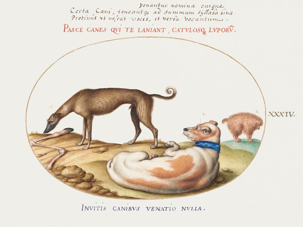 Three Dogs, Including A Mimick (1575–1580), Joris Hoefnagel