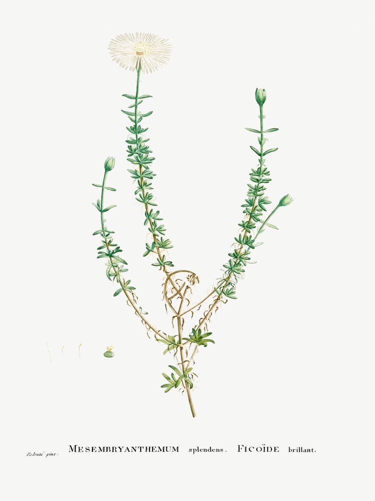 Mesembryanthemum Splendens, Pierre Joseph Redoute