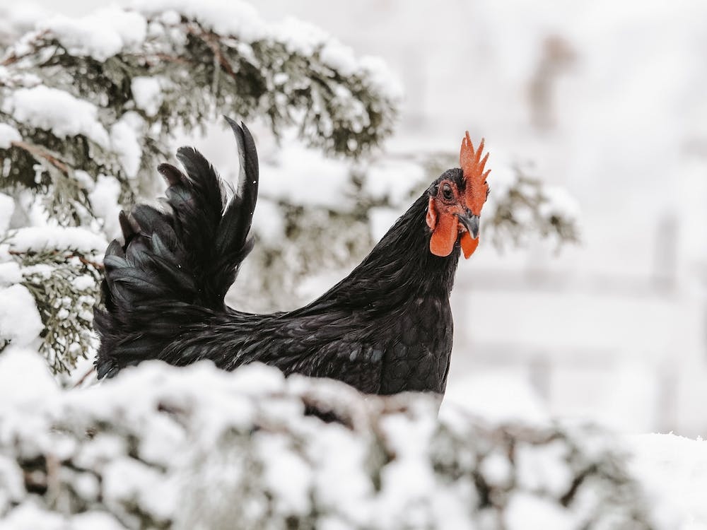 Huhn im Kiefernbaum