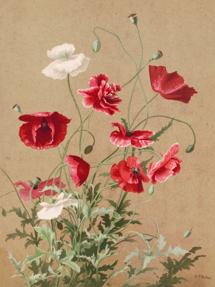 Poppies, Prang & Co