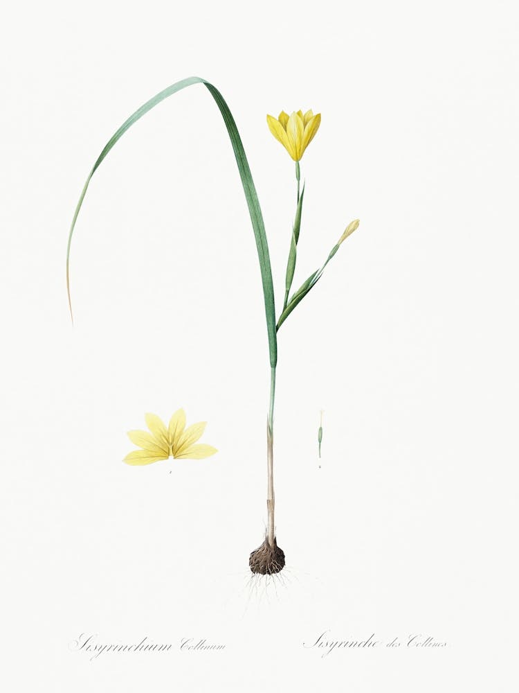 Cape Tulip Illustration From Les Liliacées (1805), Pierre Joseph Redoute 1