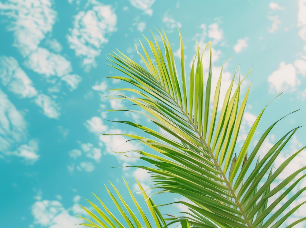 Palm Tree Against Blue Sky 4