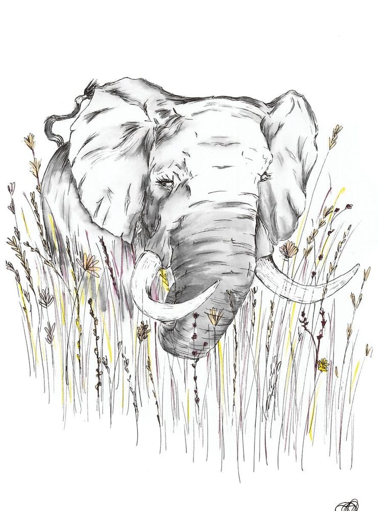 Watercolour Elephant