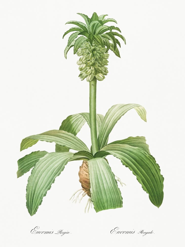 Eucomis Regia, Pierre Joseph Redoute