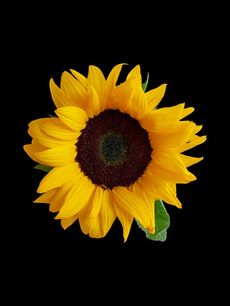Sunflower On Black Background