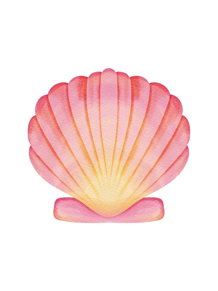 Pink Seashell 1