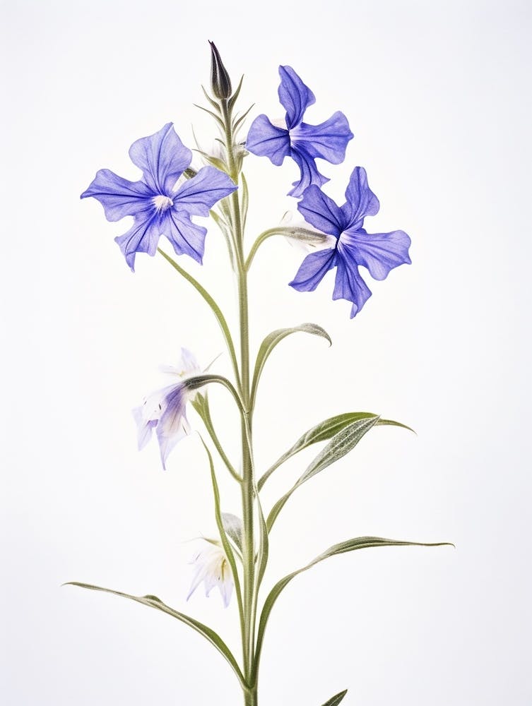 Pressed Wildflower Botanical Art Great Lobelia