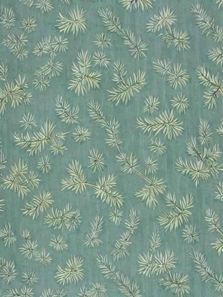 Eastern White Pine 2 tree Vintage Botanical