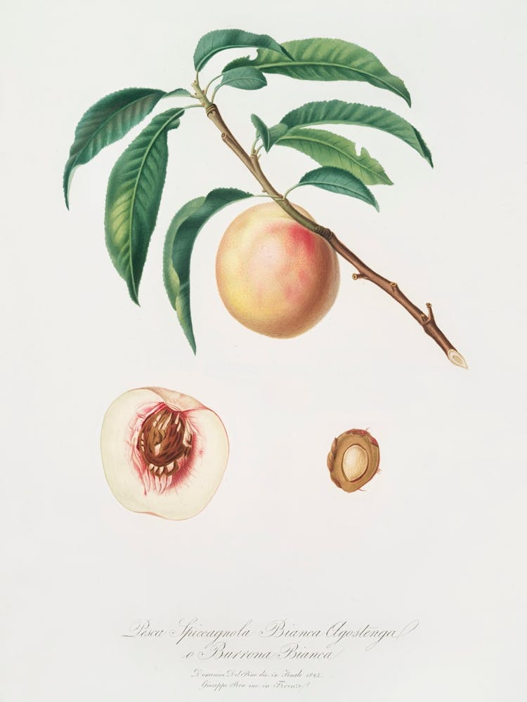 White Speckled Peach (Burrona Bianca) From Pomona Italiana (1817 1839), Giorgio Gallesio