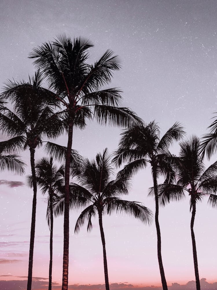 Palm Tree Sunsets