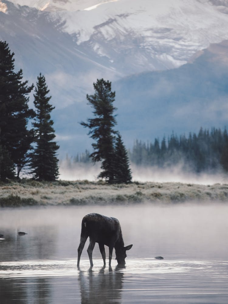 Misty Lake Moose