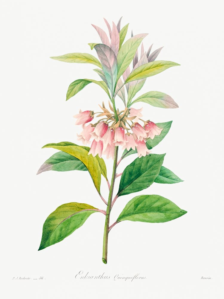 Redvein Enkianthus, Pierre Joseph Redoute
