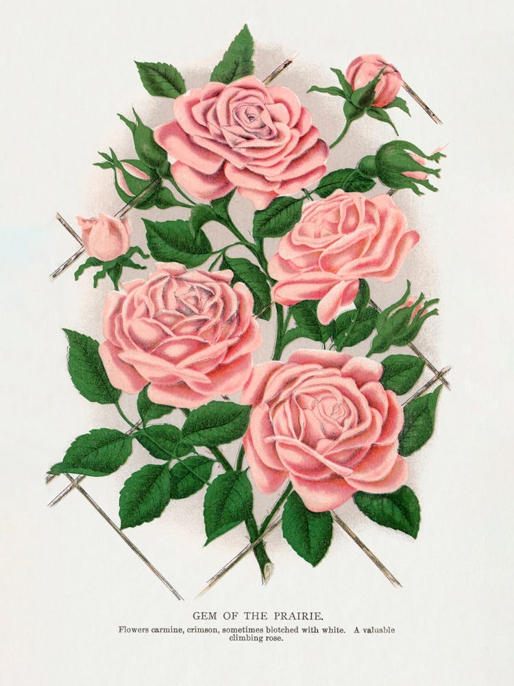 Vintage Botanical Pink Rose, Gem of the Prairie Lithograph _2697924