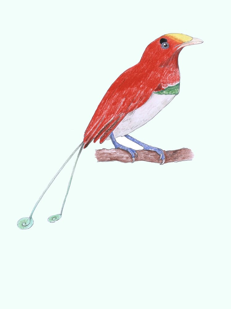 King Bird Of Paradise Red In White