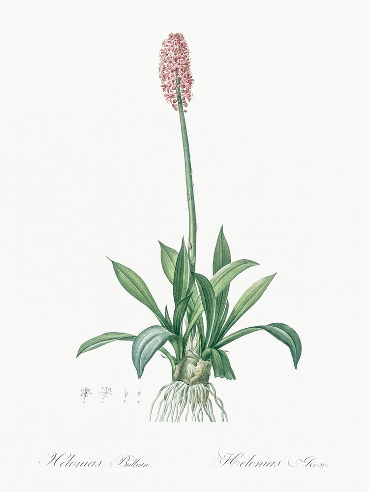 Swamp Pink Illustration From Les Liliacées (1805), Pierre Joseph Redoute