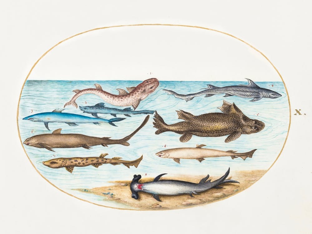 Nine Sharks (1575–1580), Joris Hoefnagel