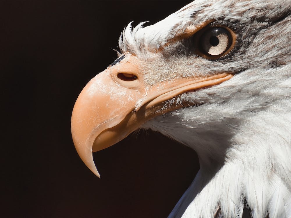 Weißkopfseeadler Schnabel