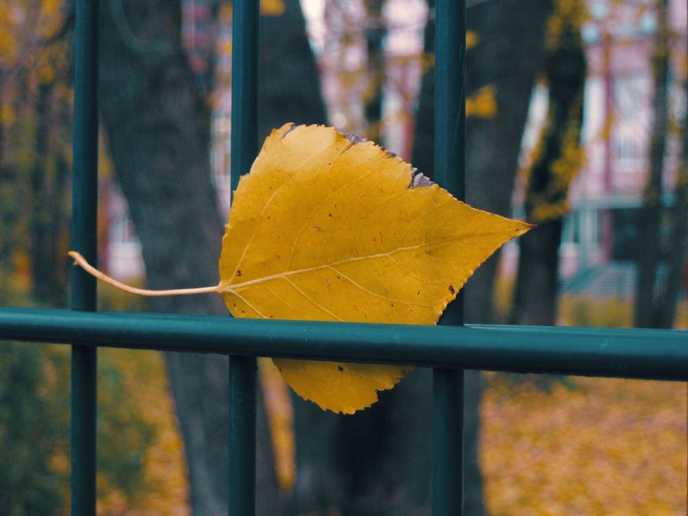 Autumn Leaf On Fence