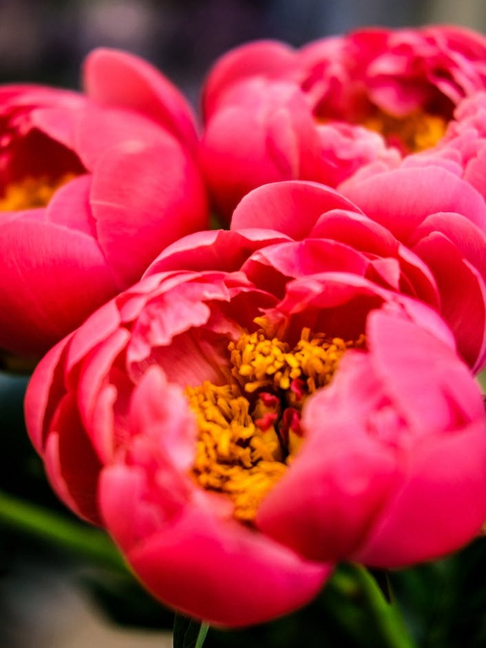 Peonies II 