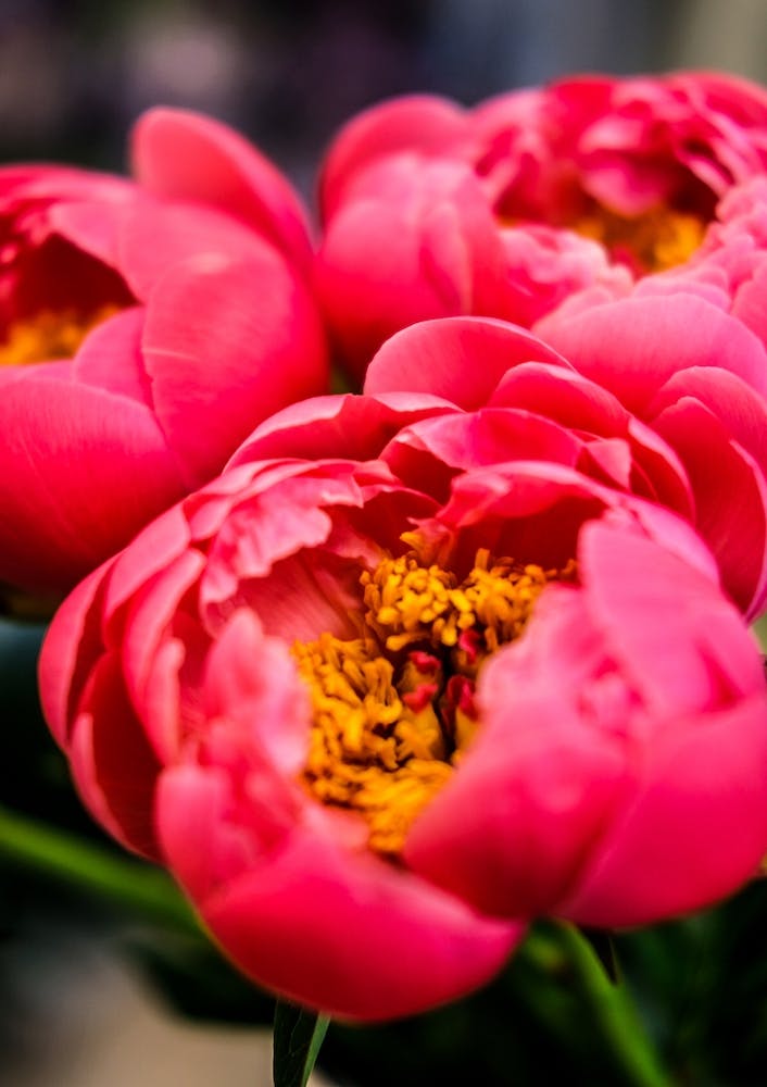 Peonies II
