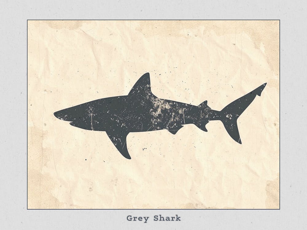 Poster Silhouette de Requin Gris 1