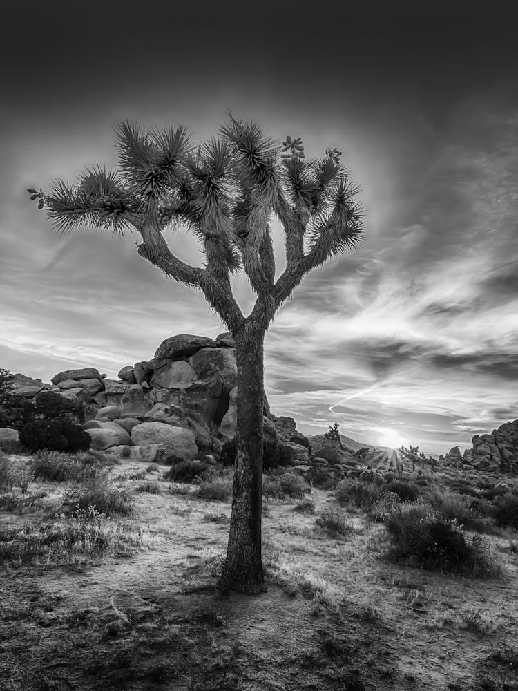 Charming Sunset Joshua Tree National Park
