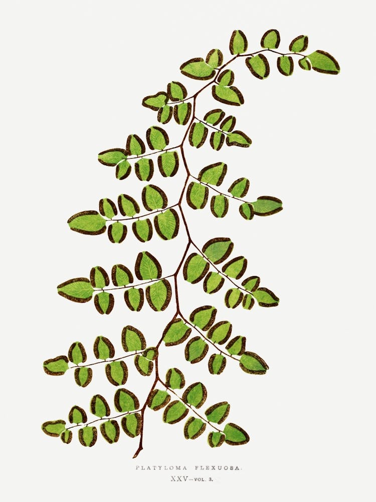Eucalyptus