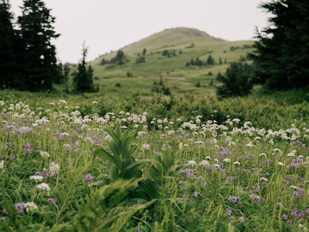 Sea of Green and Wildflowers