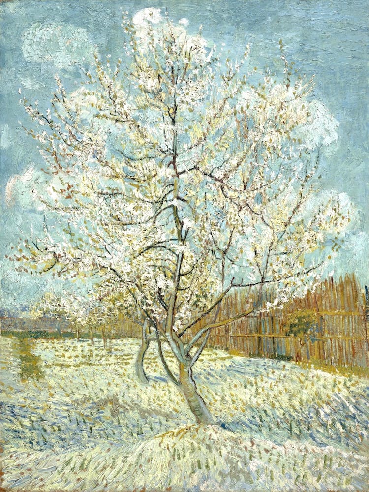 Blossoming Almond Tree 3