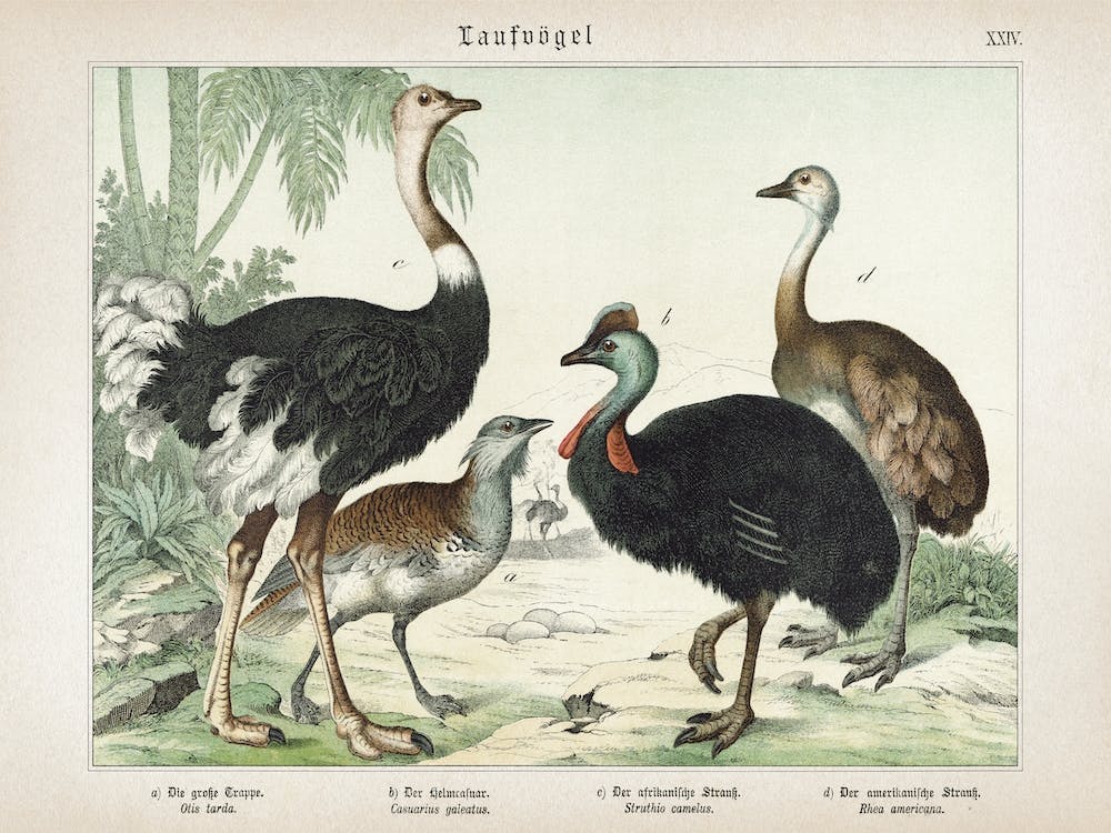 Vintage Schubert 5 Laufvögel 24