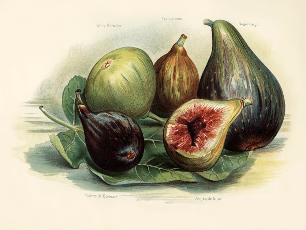 Vintage Illustration Of Figs, John Wright