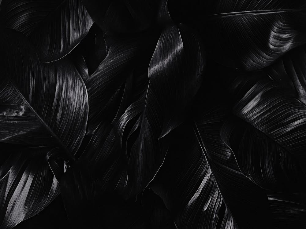 Black And White Leaves