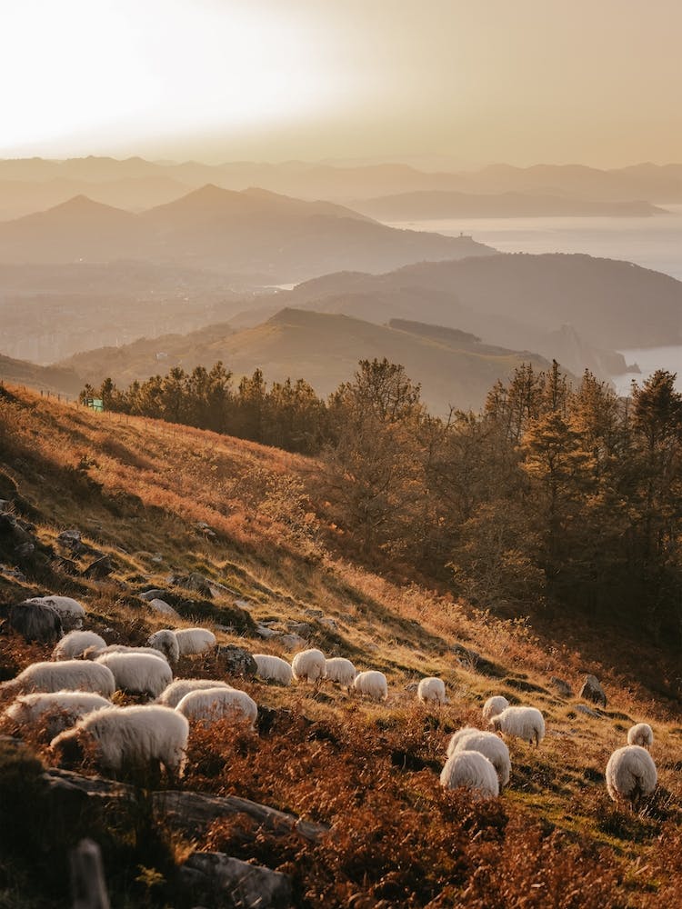 Sheep On Hillside