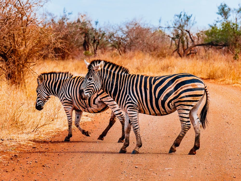 Zebras Crossing The Road