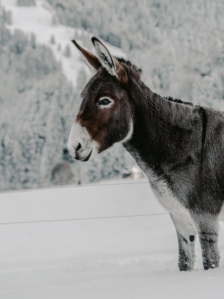Gray Winter Donkey