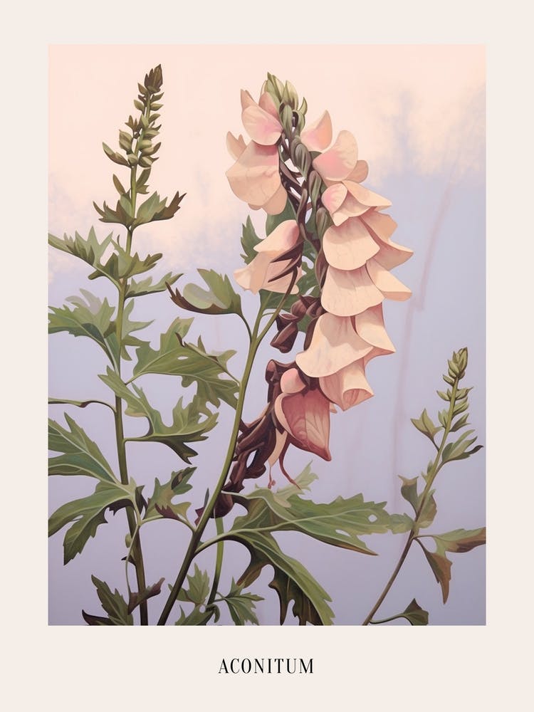Floral Illustration Aconitum 3 Poster