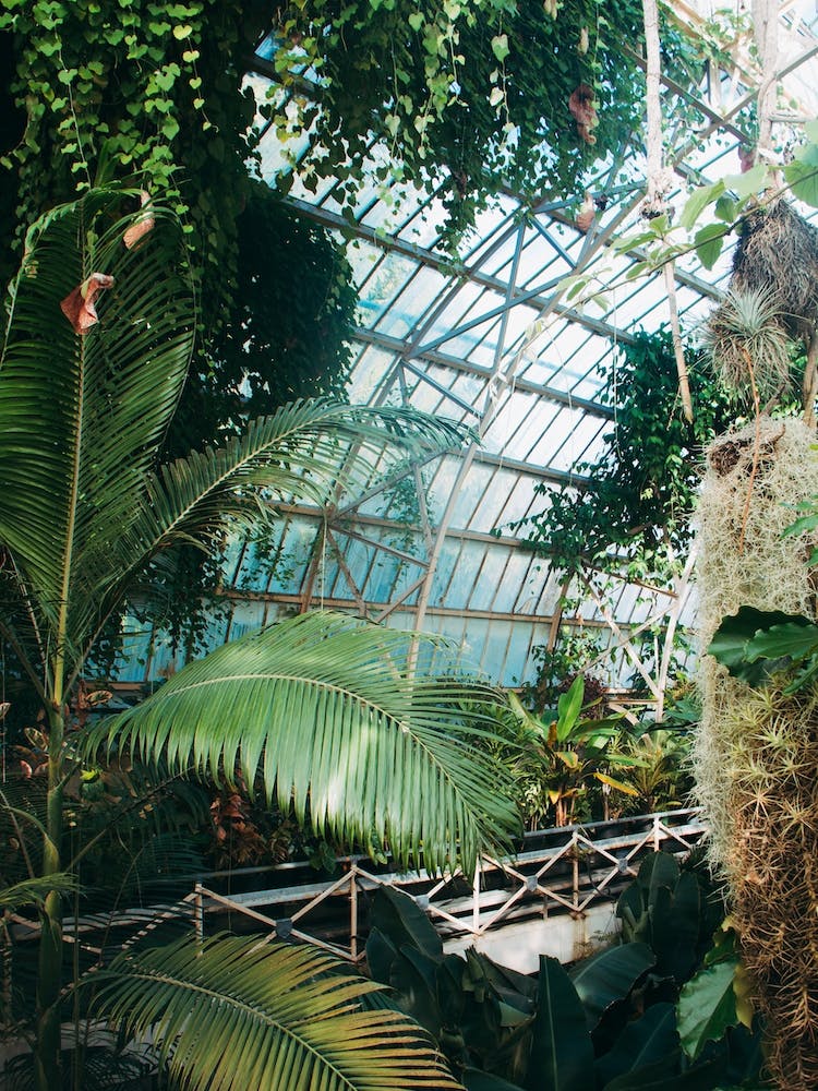 Cuninghams Botanic Garden Ii