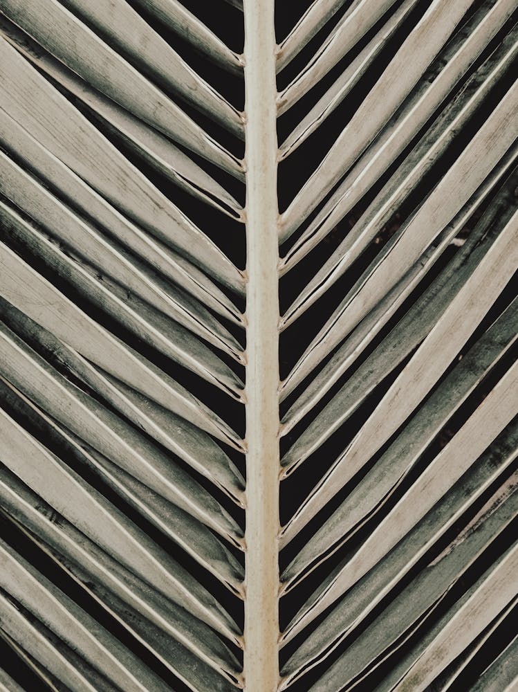 Palm Leaves_2192470