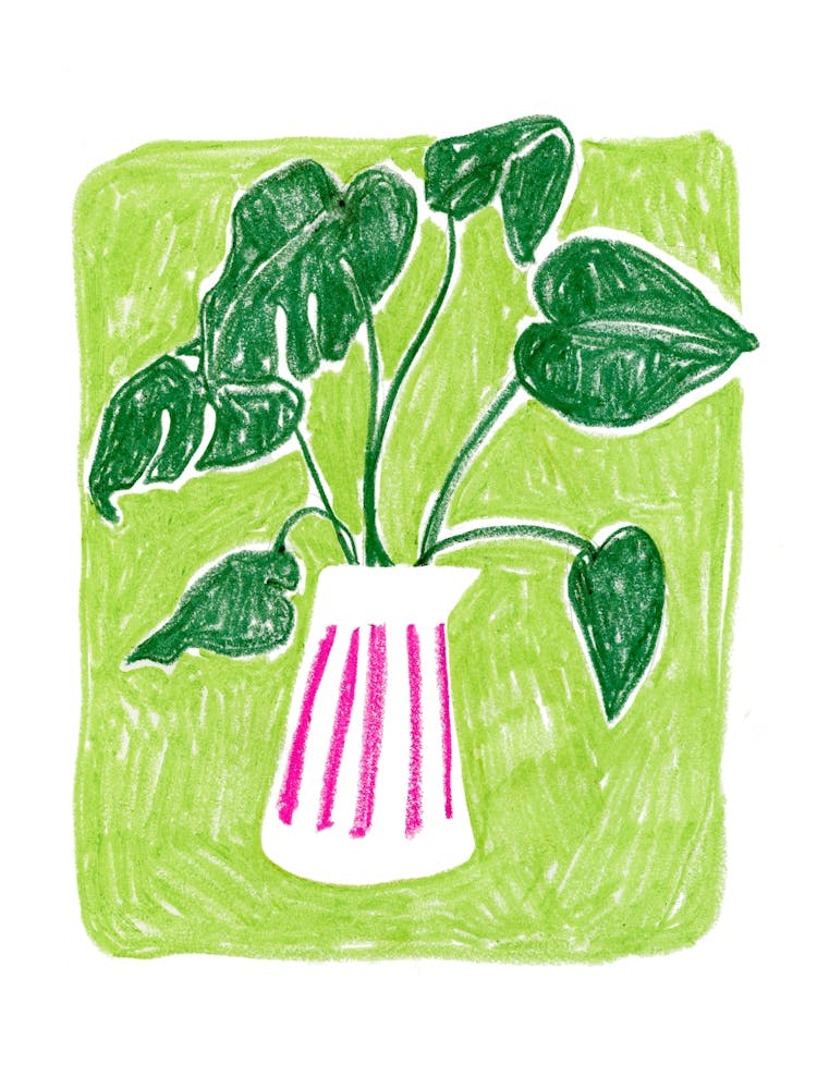 Monstera
