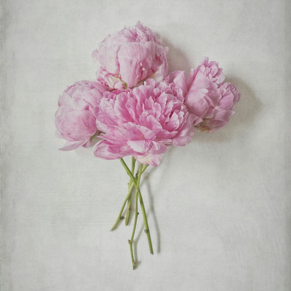 Pink Peonies Bouquet  Square