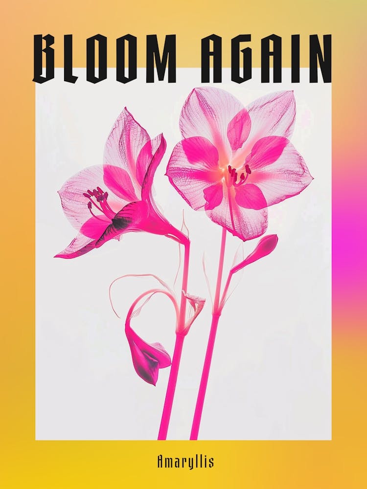 Hot Pink Amaryllis 5 Poster