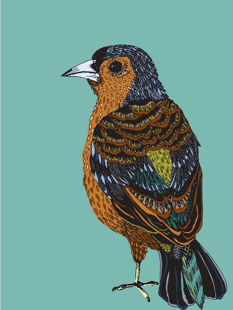 Chaffinch