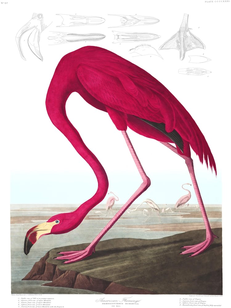 John James Audubon Flamingo