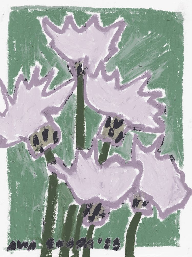 Lila Chrysanthemums