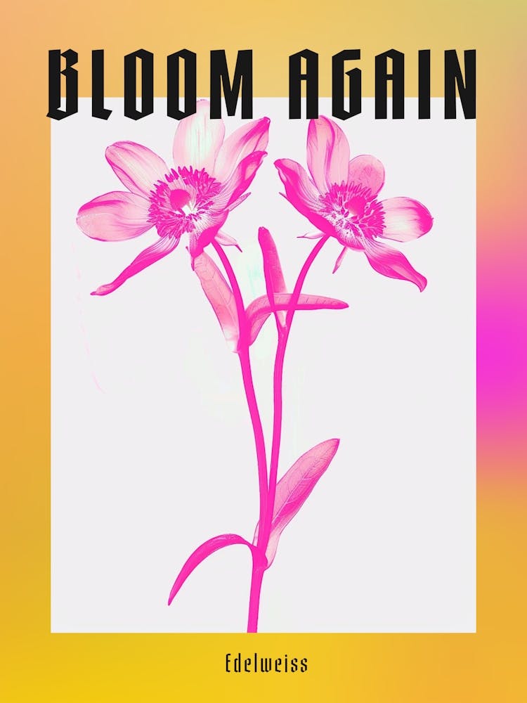 Hot Pink Edelweiss 2 Poster
